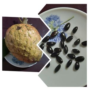 Wild Custard Apple/Athakka Seeds