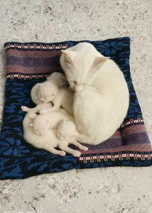 Cute Cat Beds (Set of 4)