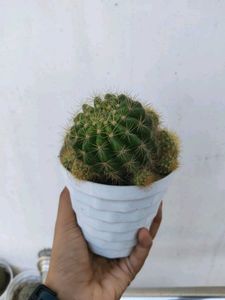 Yellow 💛 Ball Cactus 🌵 Big Plant
