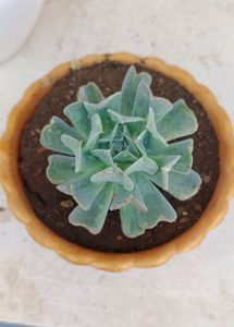 Succulent Plant Without Pot