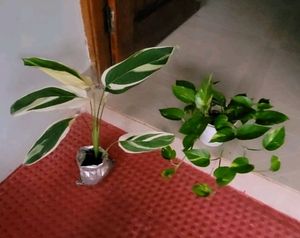Set 2 Beautiful Money &amp; Nevernever Plant
