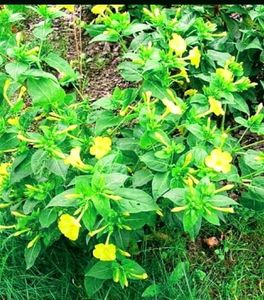 Unique 5o&#39;clock 🕔Yellow 💛 Colour Flower Seeds.