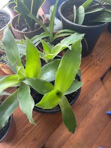Basket Plant