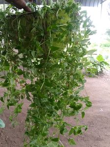 Turtle Vine Green Live Plant