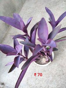 Mix Plants Combo