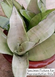 Sansevieria &#39;Moonshine&#39; (Silver Snakeplant)