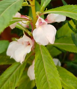 Light Pink Balsam Flower Seeds
