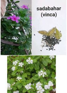 Plants And Seeds