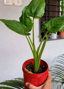 Alocasia cucullata (Elephant Ear) Plant &amp; Pot