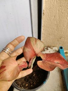 Thai Caladium With Variegation