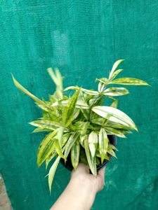 Gold Dust Dracaena Plant