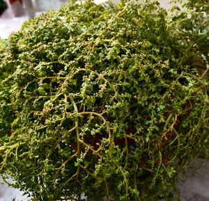 cutting and some live plants without pot