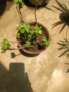 Lucky Jade Plant With Root Outdoor-indoor