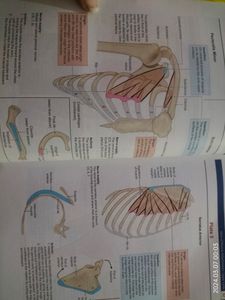 MBBS BAMS books Human Osteology