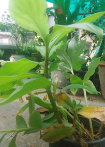 3 Plants  Combo