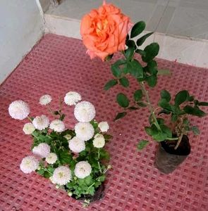 Set 2 Beautiful Gulab &amp; से Sewanti Plants