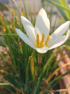White Rain Lilly Plants