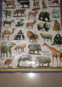 Hindi Varnamala, Vegetables Fruits Animals Chart