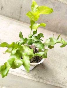 Combo Plants