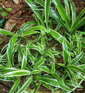 spider plant
