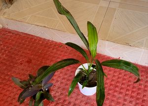 Pack 2 Dracaena Mahatma &amp; Heart Purple Plant &amp; Pot