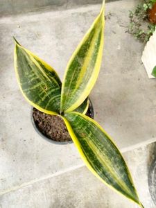 Snake Plant Variety Pack