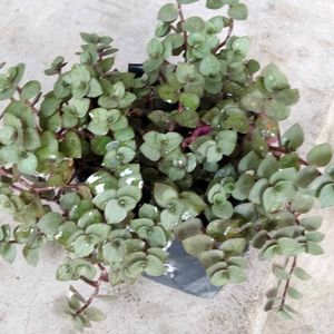 Assorted Mix Plants Combo Offer