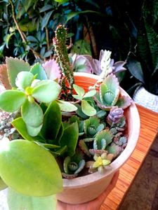 Bunch Of  Sacculents