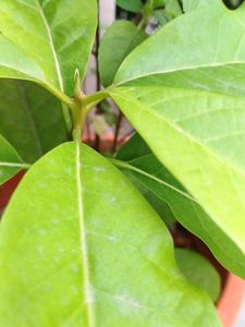 Avocado 🥑  Plant