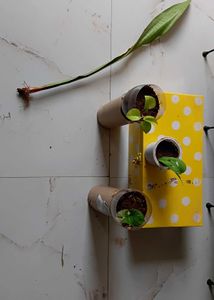 Three healthy saplings with roots and snake plant