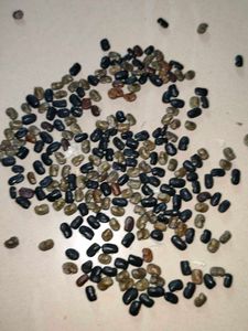 Blue Aprajita Seeds