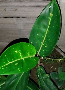Mixed Verity Of Plants