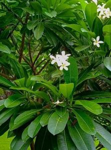 Champa Plant Cutting Live