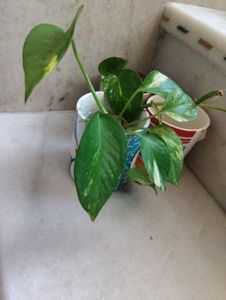 Pothos Plant in Upcycled Planter