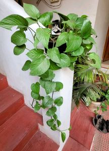 Evergreen Money Plant 🪴 &amp; pot