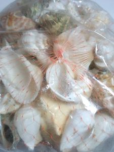 Natural Mix Sea Shells Shankh For Aquariums