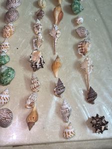 Seashell Collection