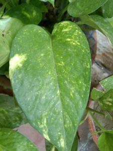 Money Plant 4 Shapp ling.