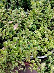 Tangled Heart Plant