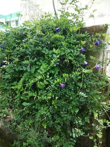 Aprajita Plant Seeds