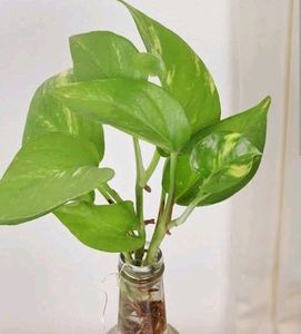 Money Plant Cuttings Only . Bottle/Pot Without