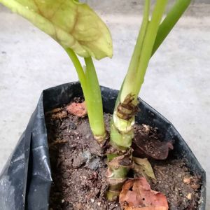 Assorted Mix Plants Combo Offer