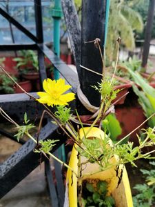 Yellow Cosmos Flower seeds