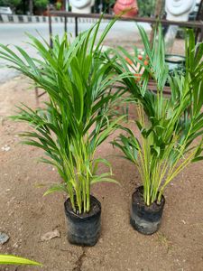 Areca Palm Plant