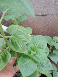 Ajwain Plant Positive Energy
