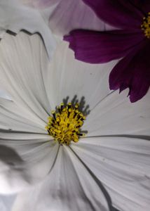 Colourful Sunflower Seeds