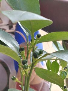 Mini Japanese Orange 🍊 Plant Komquta