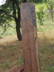 Cricket Bat