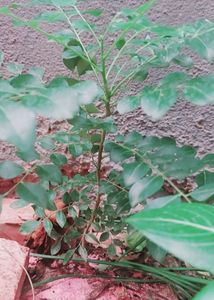 Kuripitta Plant (कडीपत्ता) We Use Leaves Of This Plant While Cooking It Have Multiple Benefits For Healthy Lifestyle And It Improves The Emunity Pawor