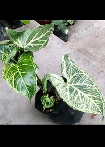 Green Leaves Combo Offer